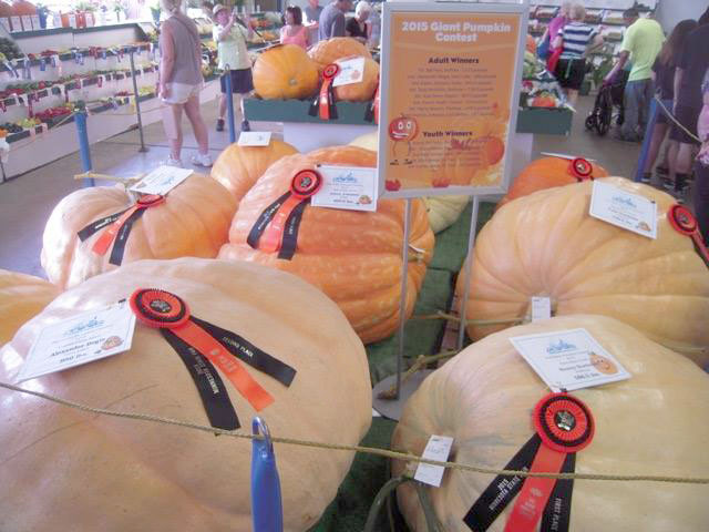 Giant Pumpkins at the State Fair